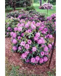 Рододендрон Розеум Елеганс | Rhododendron Roseum Elegans | Рододендрон Розеум Элеганс